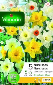 Narcisse Grande Coupe en Mélange (x5)